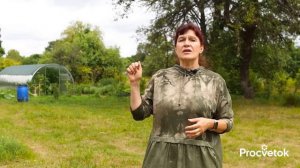 14 - Что будет, если пить Иван-чай каждый день Остановит старение, укрепит иммунитет и это еще не вс