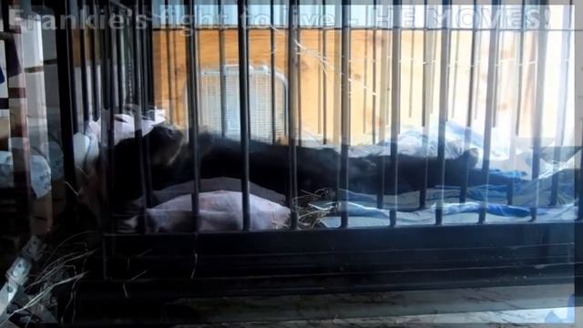Спасли медвежонка сбитого машиной!Вытащили с того света! смотреть онлайн