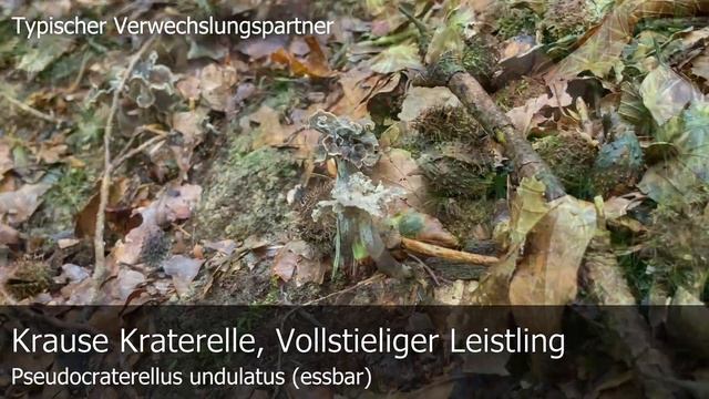Pilzportrait - Grauer Pfifferling, Graue Kraterelle | Cantharellus cinereus, Craterellus cinereus смотреть онлайн