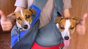 Как Выбрать Переноску Для Собаки?