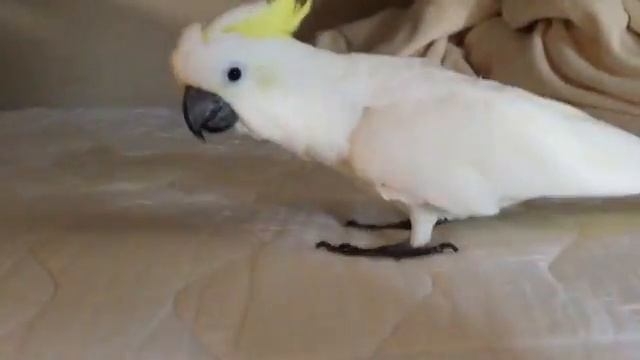 Peri: Jumping On The Bed Like a Ninja смотреть онлайн