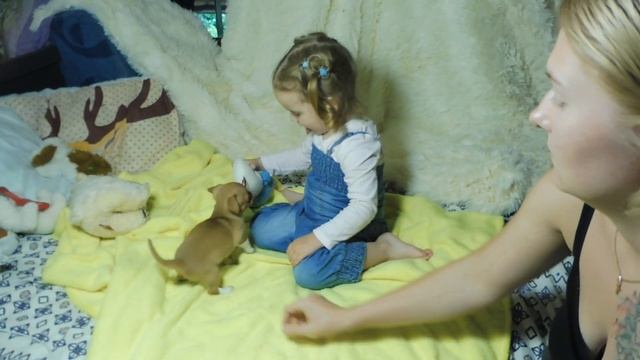 Чем ОПАСНА покупка Щенка породы ЧИХУАХУА в семью с маленьким РЕБЁНКОМ ? 07/08/2022 смотреть онлайн