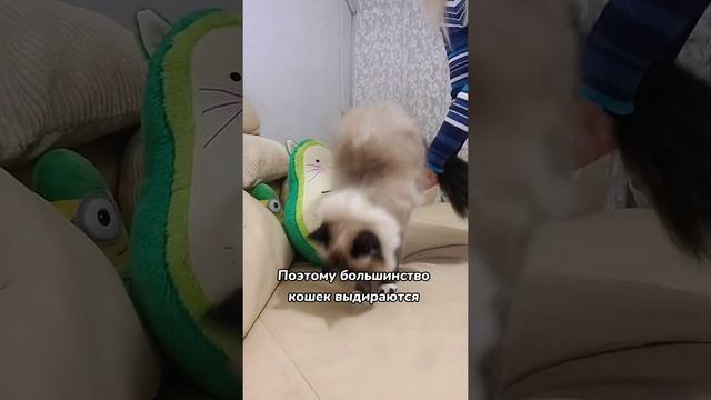 Почему кошка не любит когда ее берут на руки ? смотреть онлайн