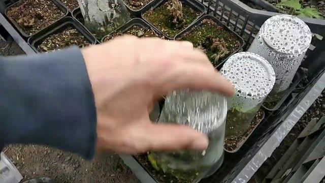 Укоренение малины крапивкой! смотреть онлайн