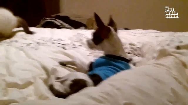 20 Minutes of Adorable Kittens ? | BEST Compilation смотреть онлайн