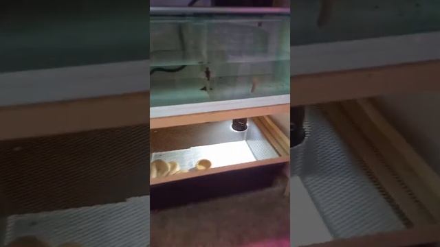 Jalan-jalan cuci mata disuprema exotic pet shop jb смотреть онлайн
