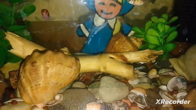 XRecorder_Edited_20032024_233514.mp4