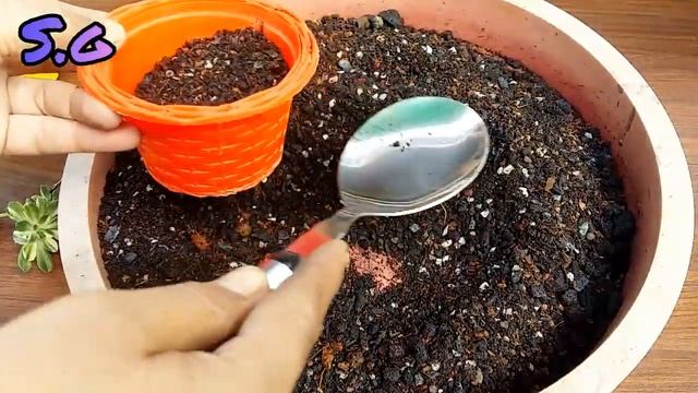 Aeonium Castello Paivae Variegata Succulent Plants Propagation