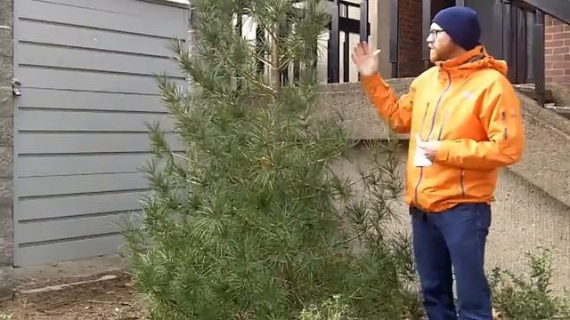 Umbrella Pine (Sciadopitys Verticillata) - Plant Identification