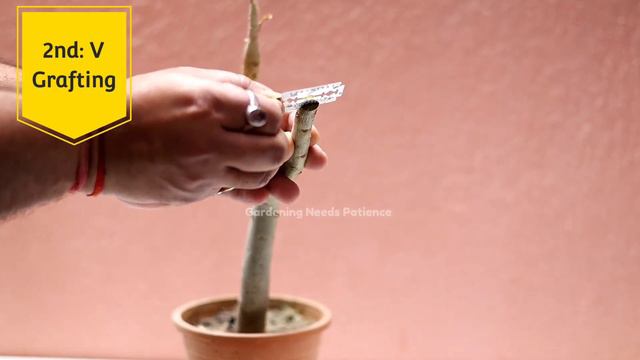 Adenium Seedlings Grafting || Adenium Grafting Technique || Make Your Adenium Plant Unique