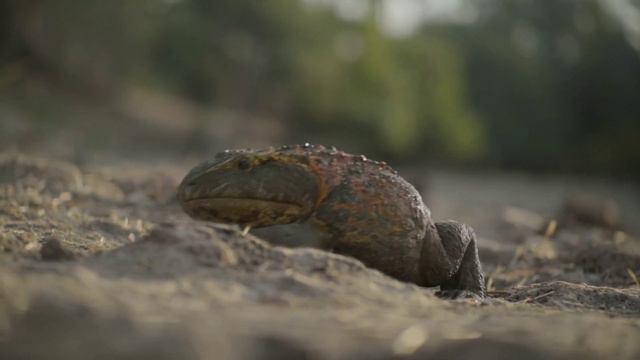Prehistoric Planet [2022] - Devil Frog / Beelzebufo Screen Time