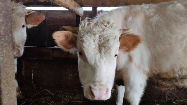 Бычки: Симментальская порода смотреть онлайн