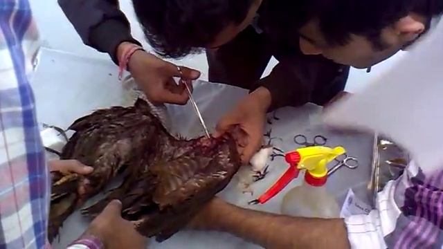 Samvedna Foundation Bird Savior Group, Lunsawad, Dariapur, Ahmedabad.(kite) смотреть онлайн