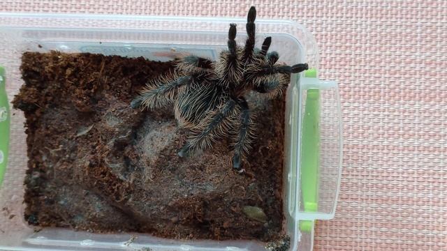 Паук птицеед (кормление) /tarantula spider смотреть онлайн