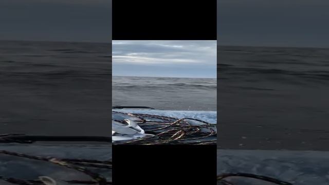 Экстрим рыбалочка получилась.#финскийзалив#кронштадт#лодкапвх#дамба