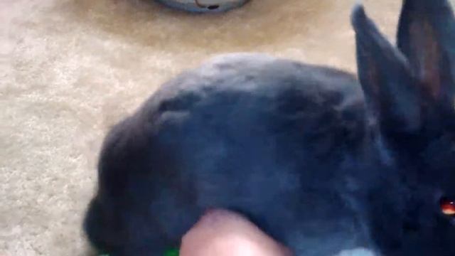 My rabbit humping his toy смотреть онлайн
