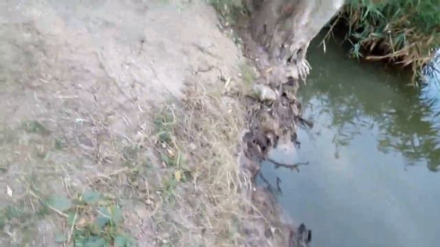 Ловля раков осенью... . Как поймать много раков тест приманок и китайских раколовок смотреть онлайн