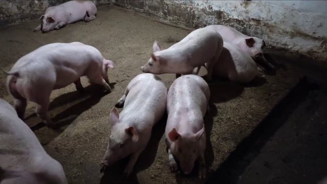 выгодные породы Свиней для откорма смотреть онлайн