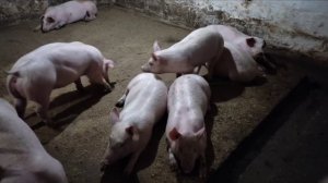 выгодные породы Свиней для откорма