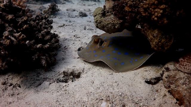 Дайвинг в Египте (Сафага) с дайв-центром Rusafaga