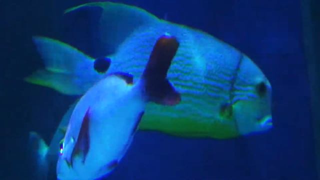 イレズミフエダイ　Blue –lined sea bream　Symphorichthys spilurus смотреть онлайн