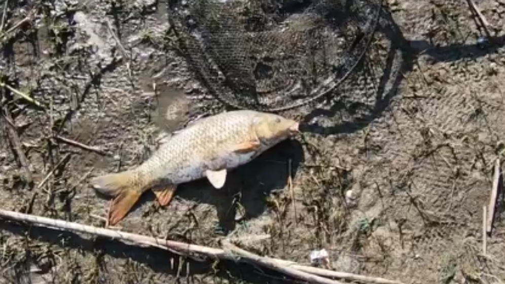 ВЕСЕННЯЯ РЫБАЛКА НА САЗАНА. ЛОВЛЯ САЗАНА НА ФИДЕР. с. РОГОЖКИНО. смотреть онлайн