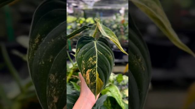 Philodendron Series - Philodendron Melanochrysum Variegated I PlantFactory смотреть онлайн