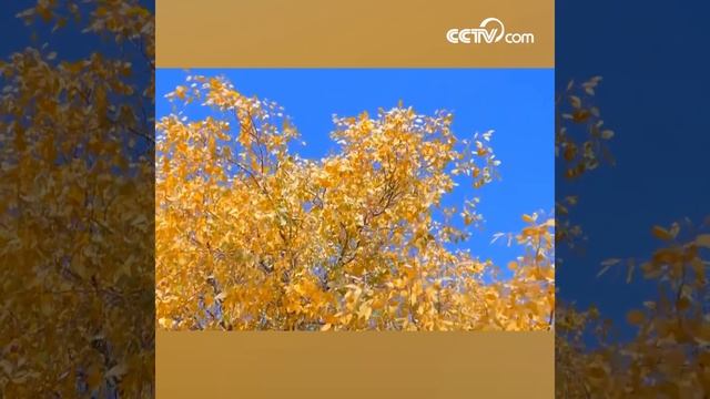 Живописные виды евфратских тополей в пустыне уезда Бачу в Синьцзян-Уйгурском автономном районе смотреть онлайн