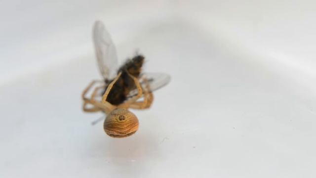 Crab spider eating Xysticus ulmi || Thomisidae смотреть онлайн