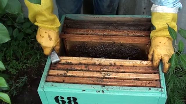 Быстрая замена старой матки на молодую неплодную матку