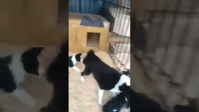 Лайки Островки