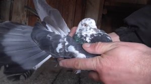 Высоко-лётные голуби Донецка! Крымаки Димы.