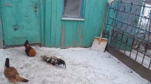 Факты о Петухах