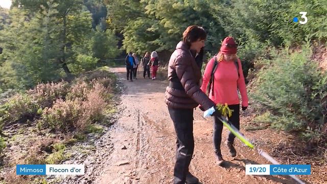 Massif du Tanneron : découvrez le mimosa en fleur en Randonnée смотреть онлайн