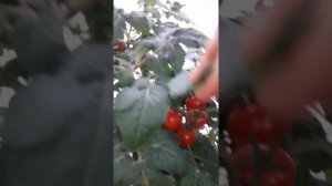 Томат снегирек