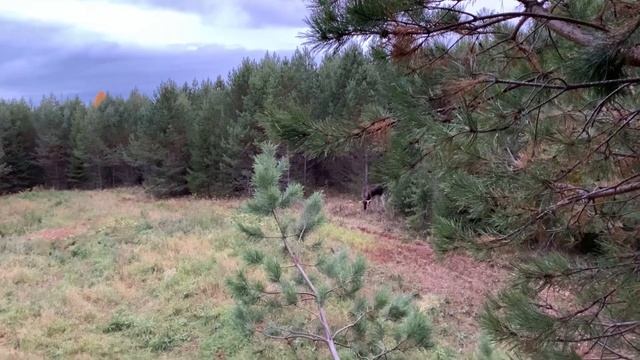 Охота на кабана ( почему кабан не выходит на поля) смотреть онлайн