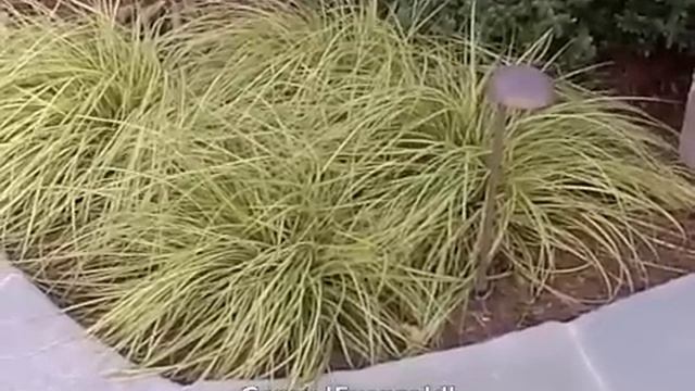 Carex oshimensis 'Evergold' - 'Evergold' sedge смотреть онлайн