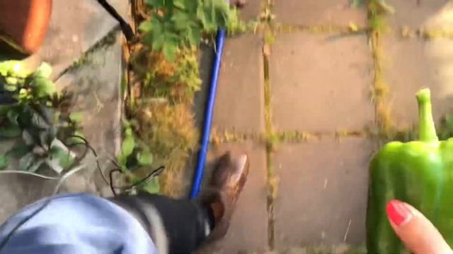 ВЛОГ ☀️ Наш дачный урожай смотреть онлайн
