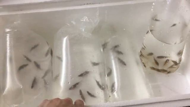 Отвез рыбу в зоомагазин! смотреть онлайн