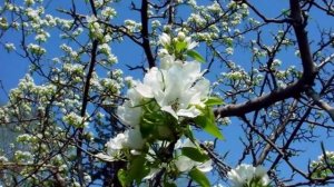 Анна Герман. Песня Анны Герман "Один раз в год сады цветут"