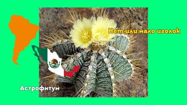 ТОП 5 КАКТУСОВ колючие прелести смотреть онлайн