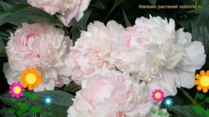 Пион молочноцветковый Флоренс Николь. Краткий обзор, описание paeonia lactiflora Florence Nicholls