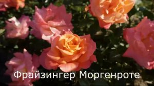 Краткий обзор розы Фрайзингер Моргенроте -  Freisinger Morgenrote ( Kordes Германия, 1988)