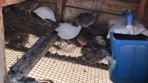 Почему не несутся перепела, 5 ошибок перепеловодства / дневник перепеловода 24