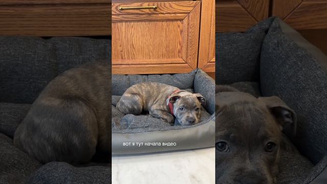 #стафф #стаффи #стаффордширскийбультерьер #стаффордширскийтерьер #стаффорд #воспитаниещенка смотреть онлайн