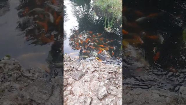 Кормим красивых рыбок🐟🐠 в парке Лога. Ростовская область.