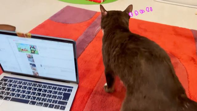 鼻炎猫が鼻血を出してしまったらどうする？ смотреть онлайн