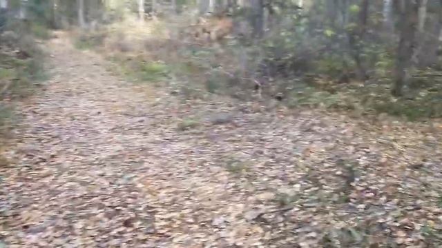 В лес по дрова смотреть онлайн