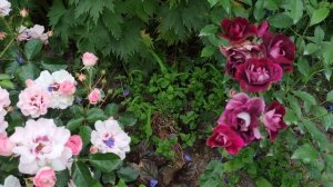 Роза Ester Queen of Persia (Angel Eyes). Обзор.