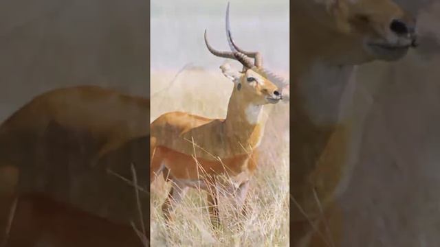 Antelope Family | 40 Unique type of Species | V - Fly Wish смотреть онлайн